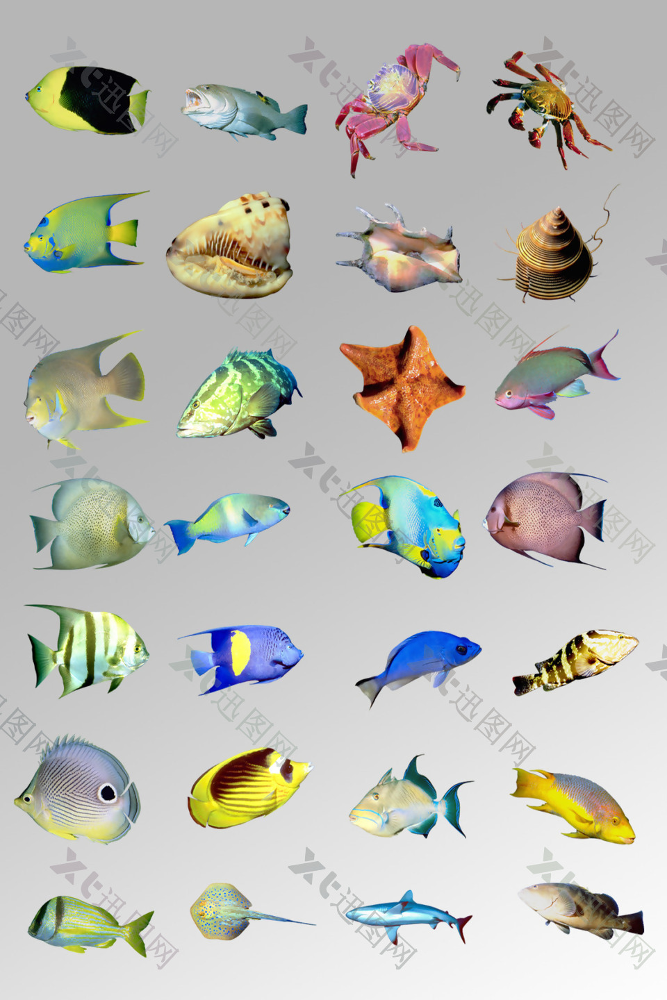 一组鹏卸鱼类贝壳海星海洋生物