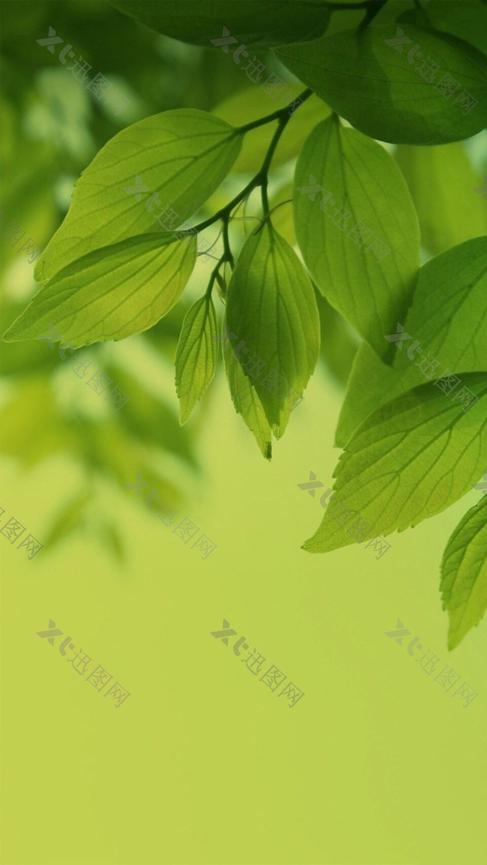 清新绿色树叶H5背景素材