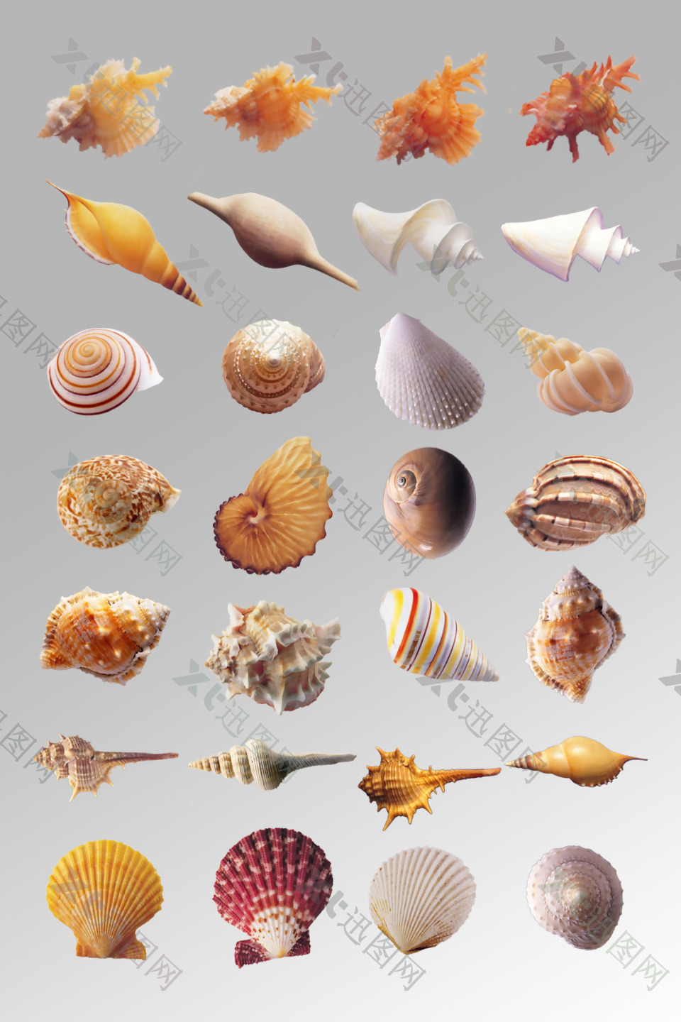 一组写实海螺海贝贝壳海洋生物动物元素素材