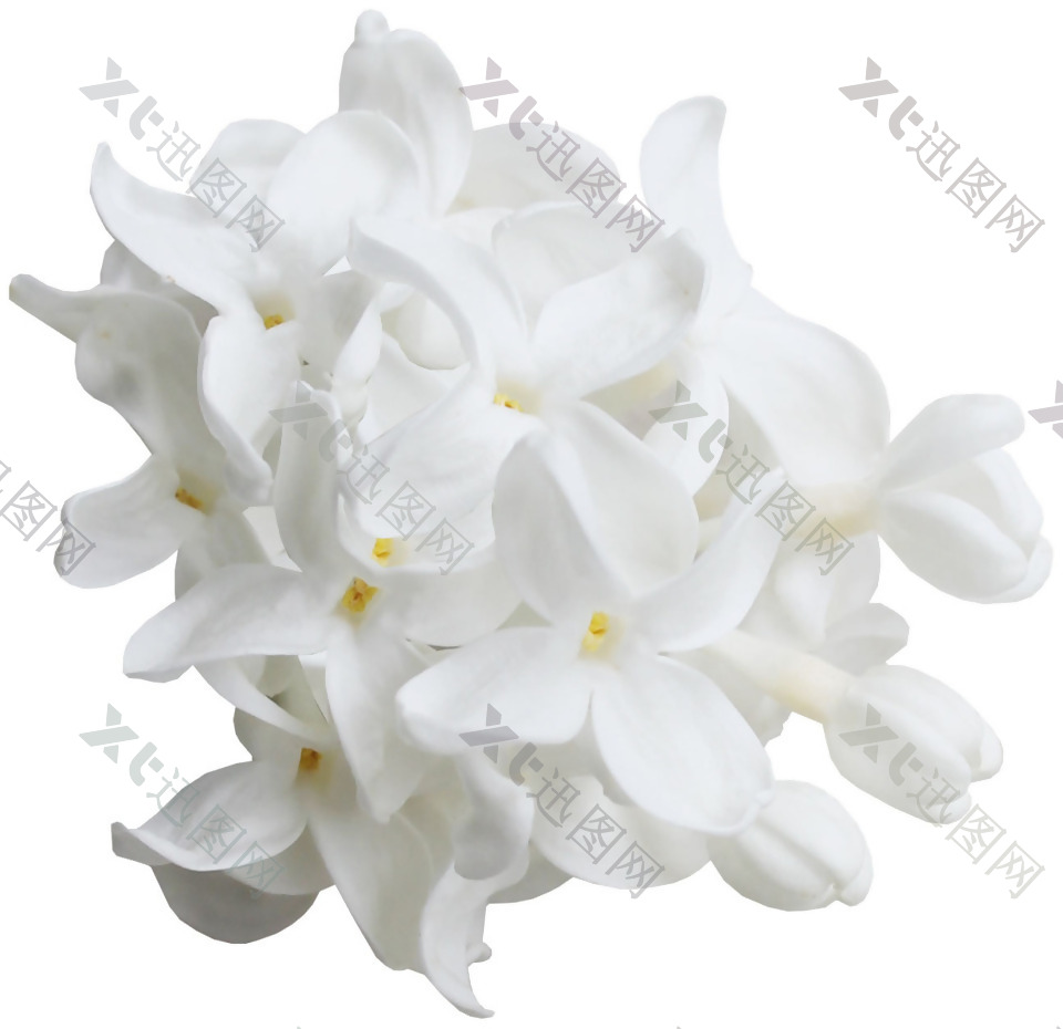 浪漫小清新白色花朵元素