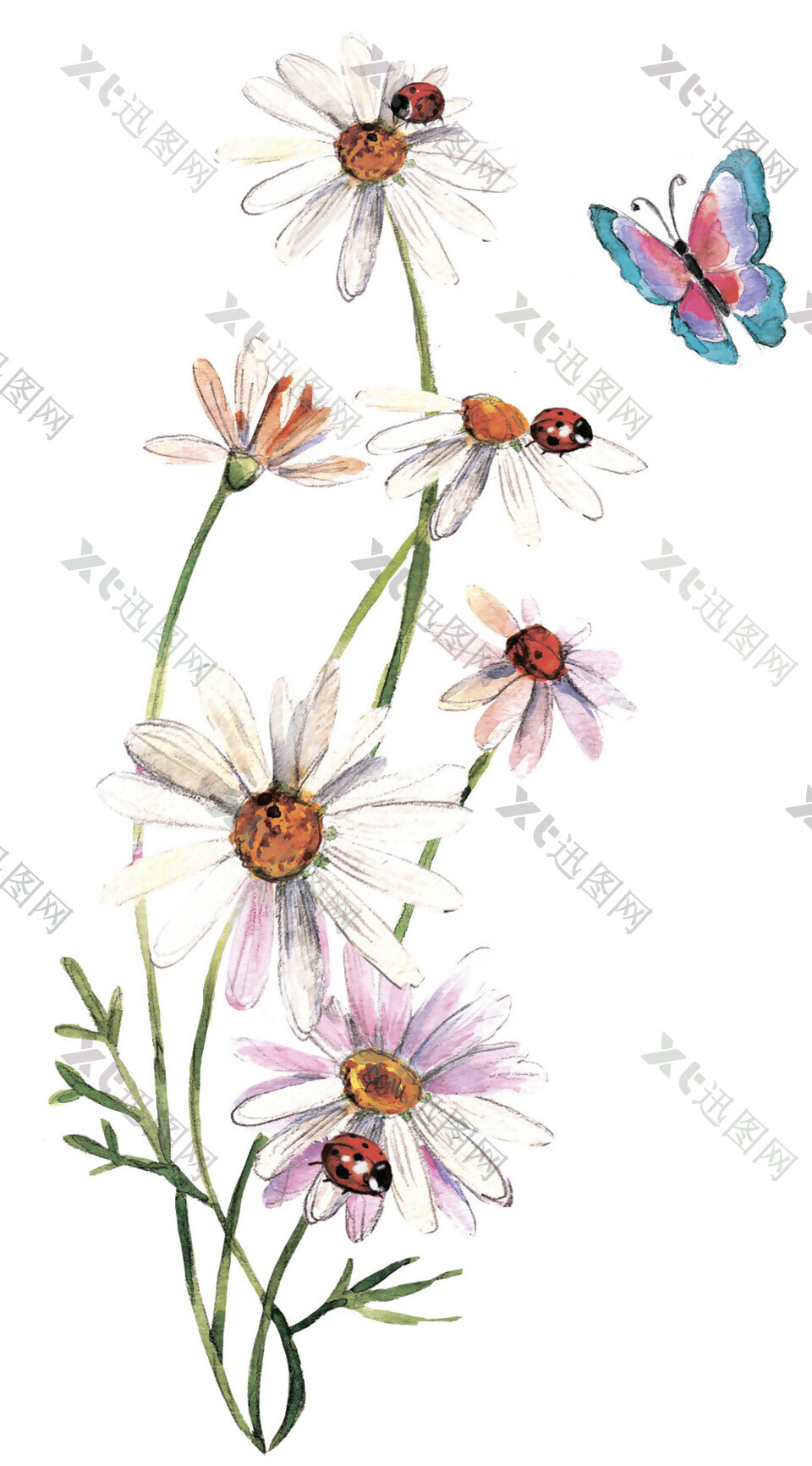 花朵花卉昆虫素材图片