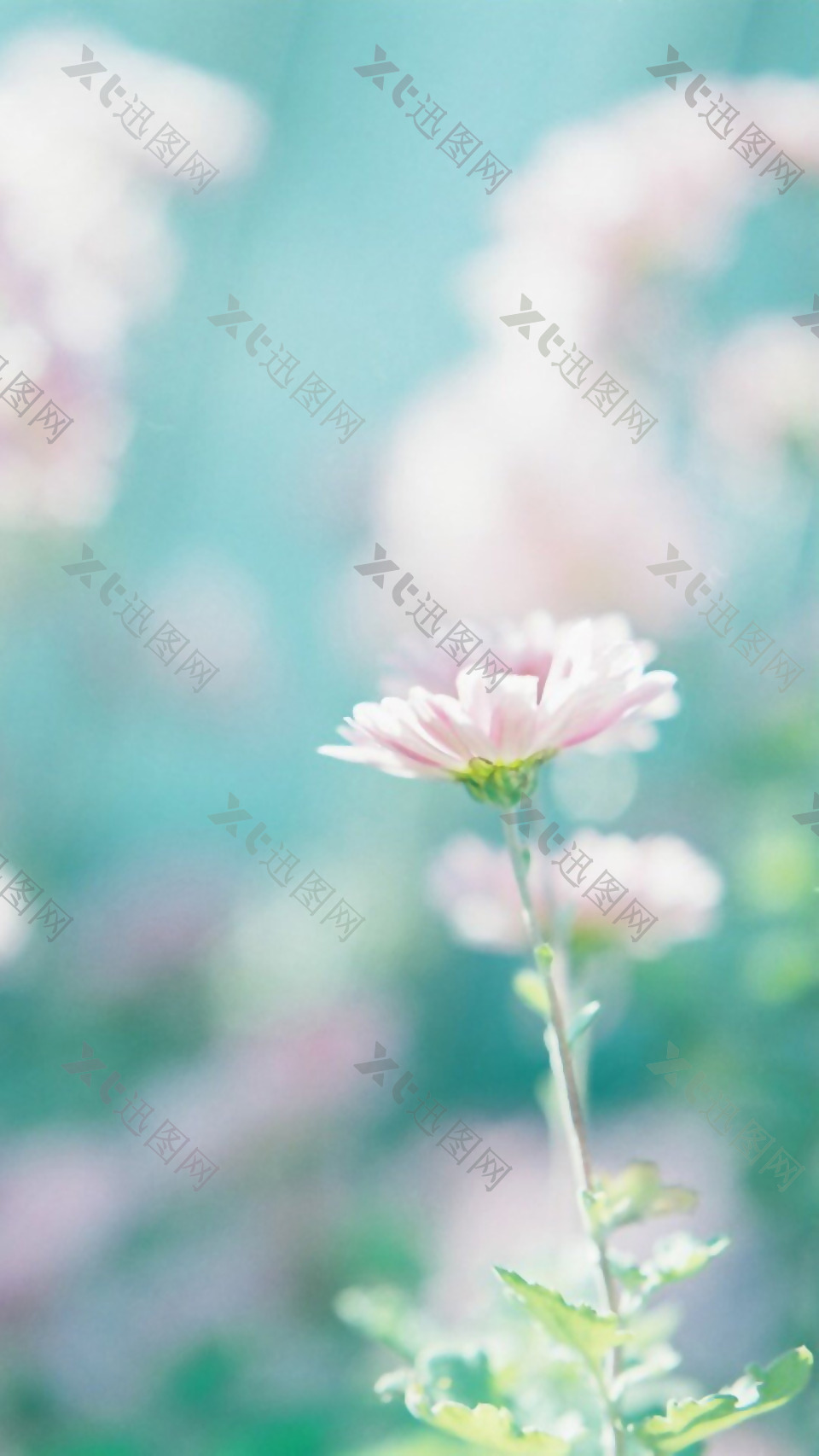 清新粉色花朵H5背景素材