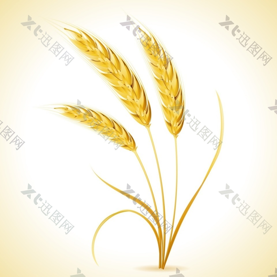 金色小麦相关矢量素材