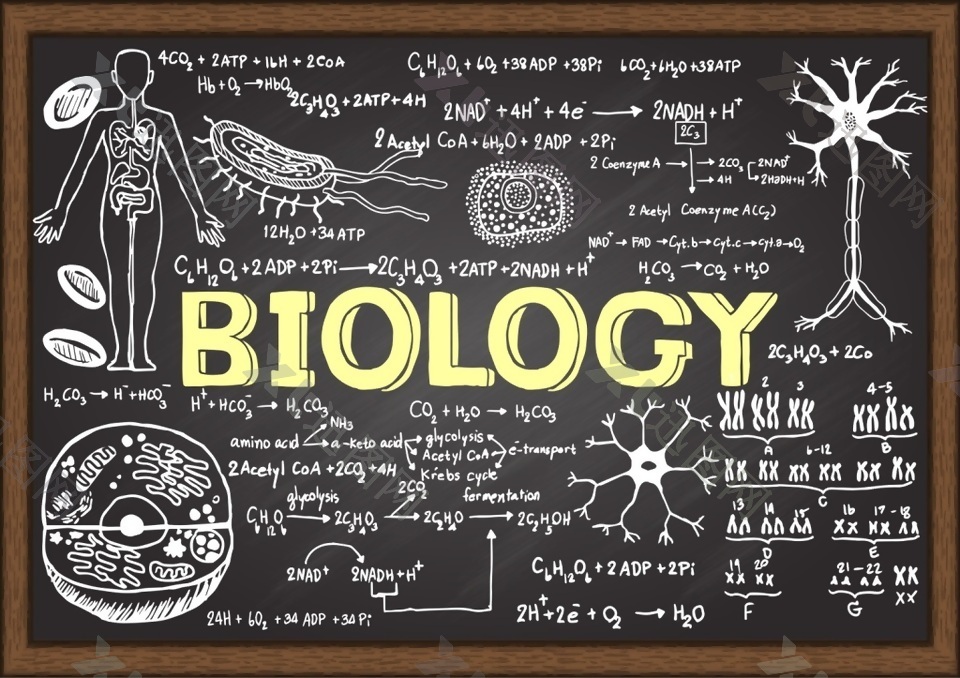 生物学黑板涂鸦简笔画矢量素材