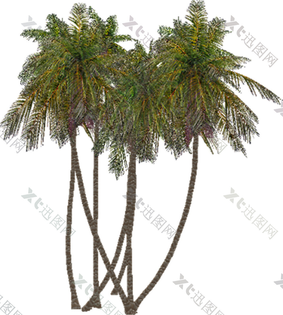 简约棕榈树PNG元素