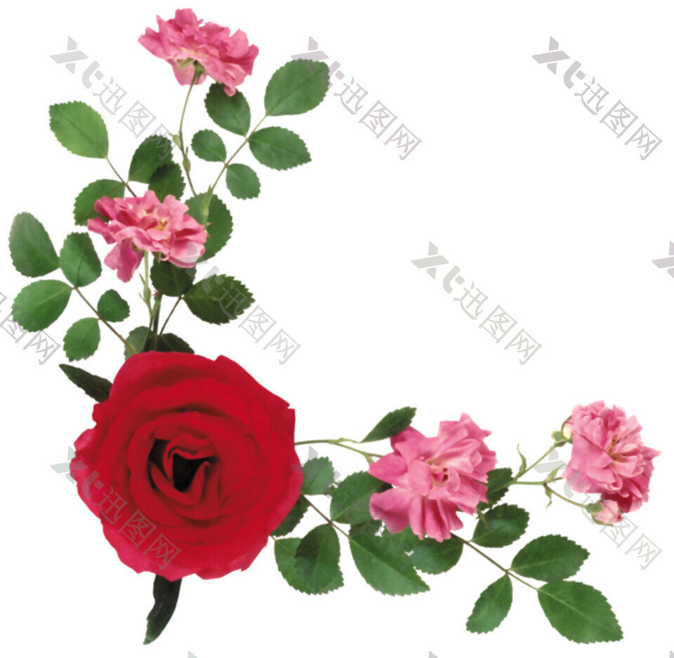 红玫瑰藤蔓装饰图案
