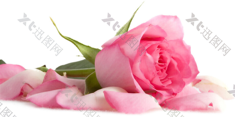 粉红色玫瑰花素材图片