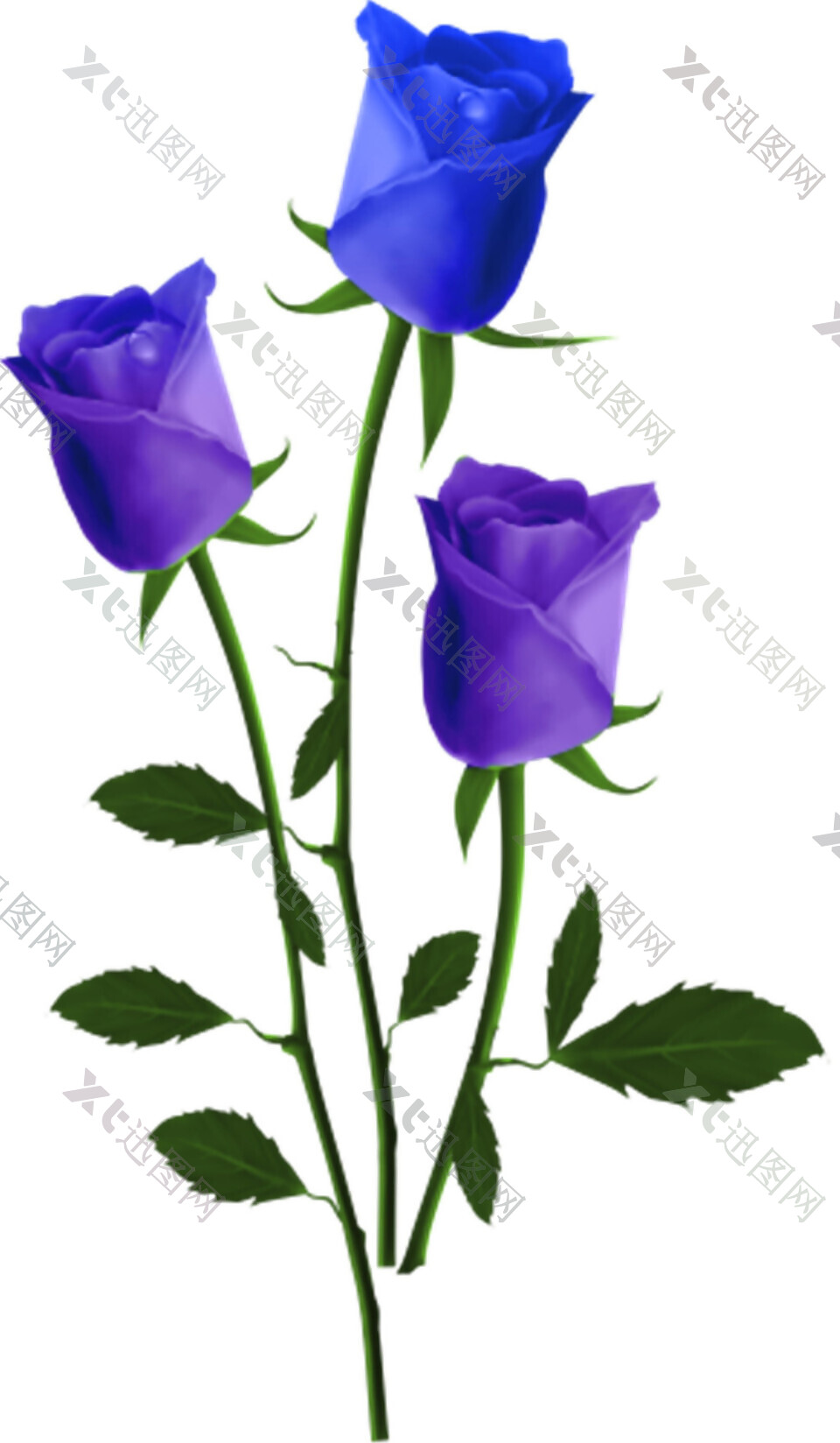 三支宝蓝色玫瑰花素材图片