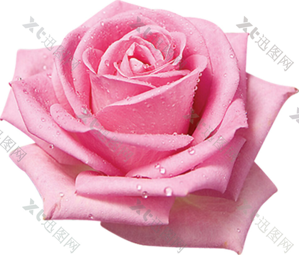 粉色玫瑰花朵素材图片