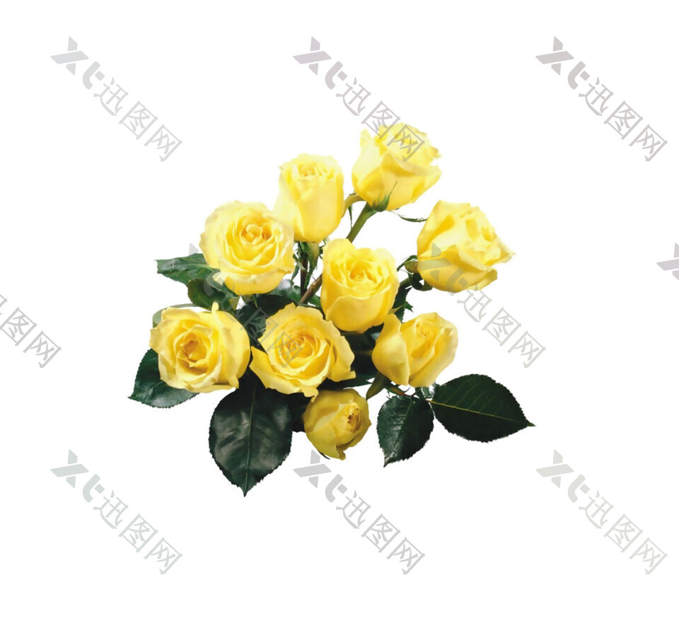 黄色玫瑰花素材图片