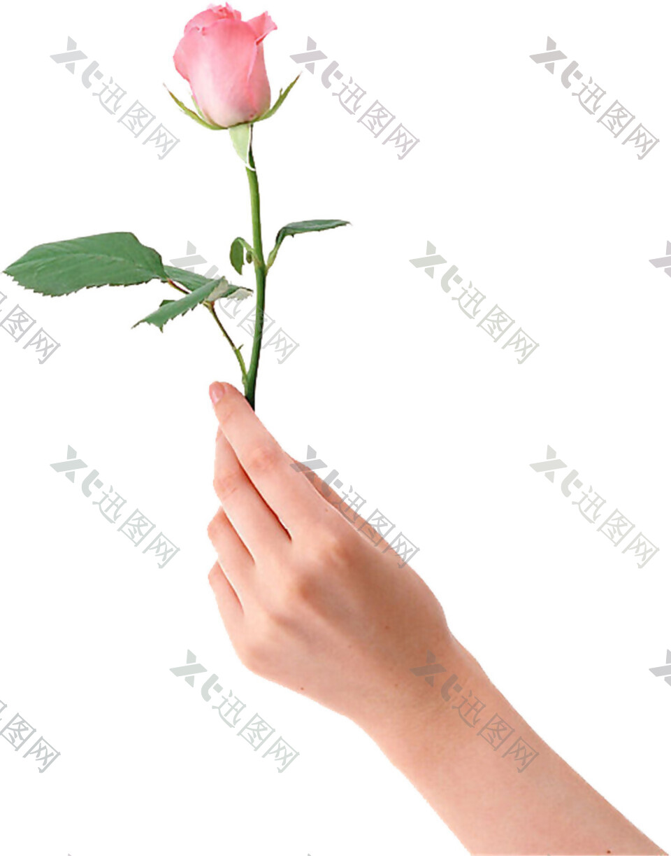 手拿一支玫瑰花图片