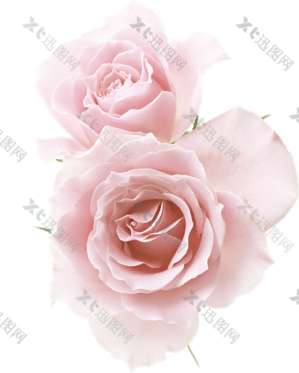 粉色花朵玫瑰花素材图片