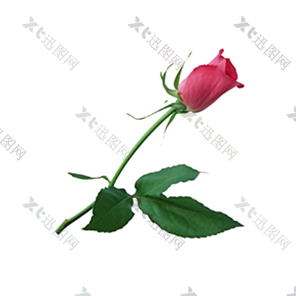 一束玫瑰花素材图片