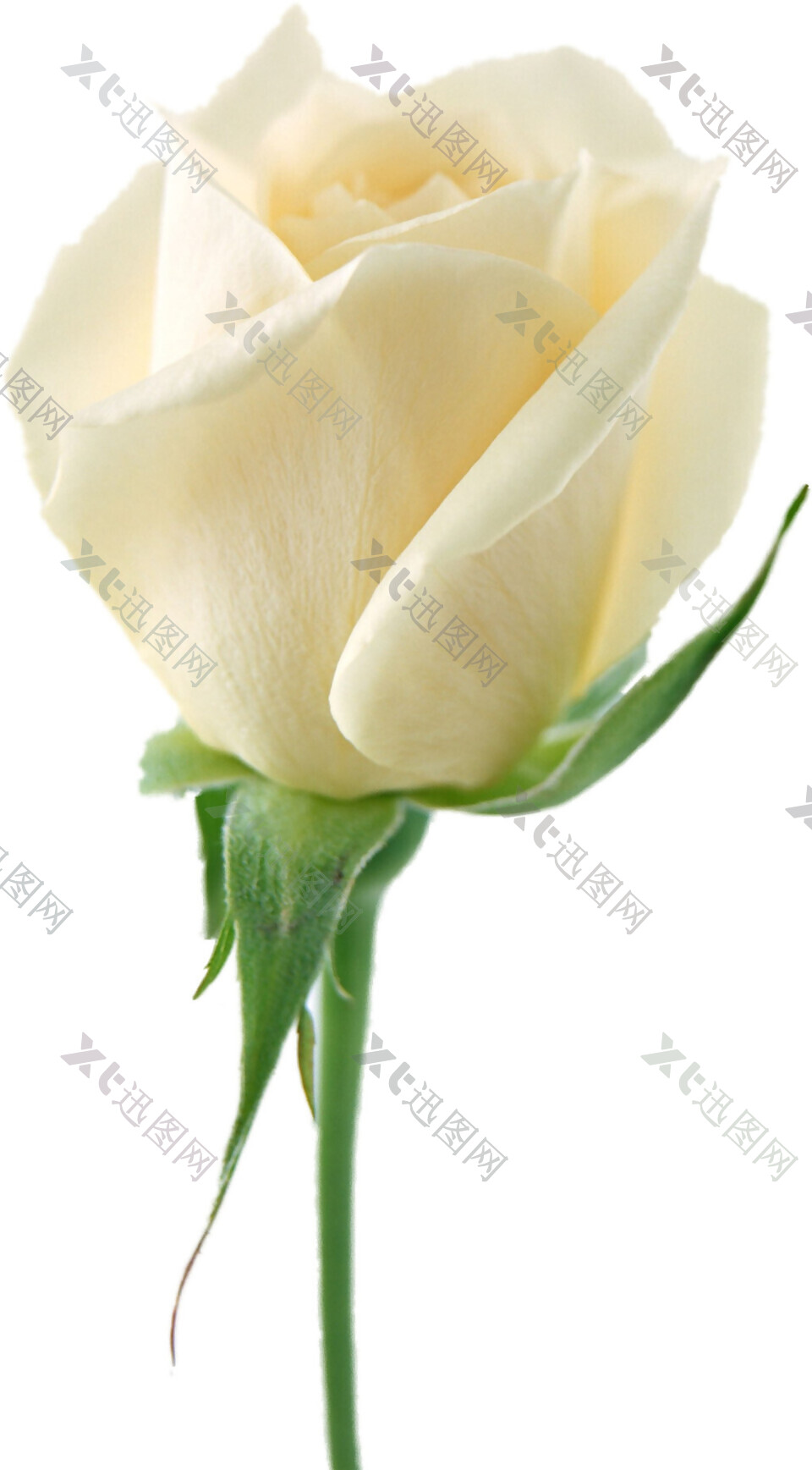 一朵白玫瑰素材图片