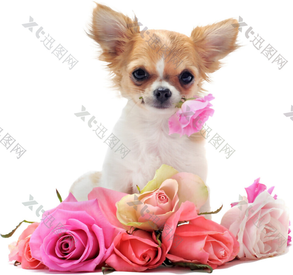 玫瑰花与小狗素材图片