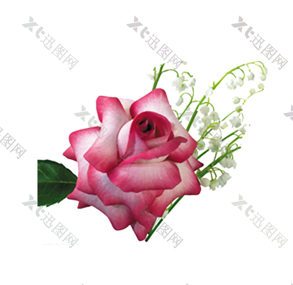 一朵粉红色玫瑰花素材图片