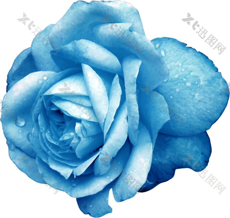 蓝玫瑰花朵图案