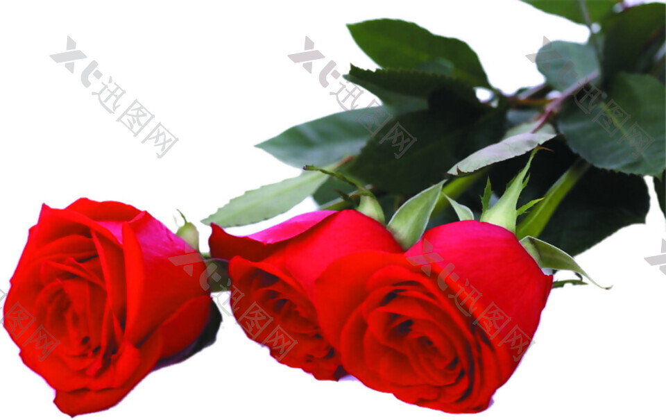 三朵玫瑰花素材图片