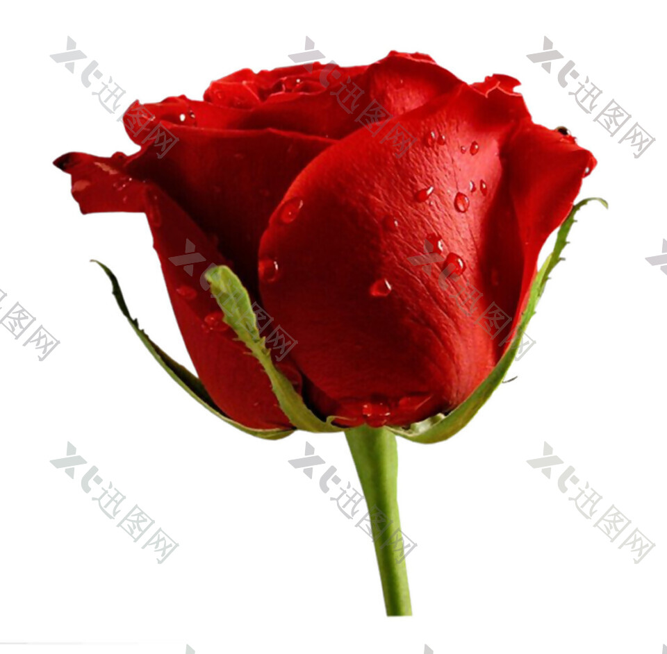 一朵水珠玫瑰花素材图片