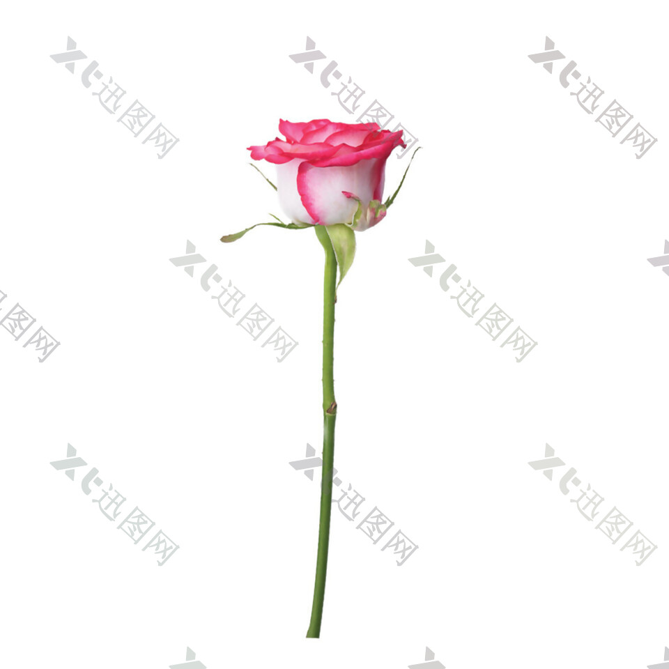 一支玫瑰花素材图片