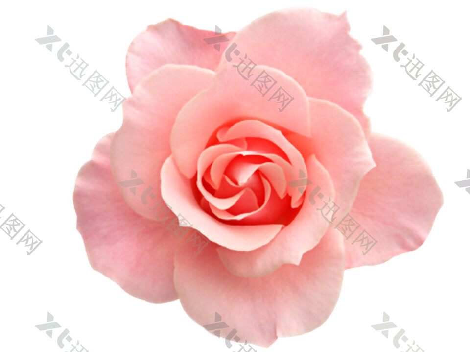 粉色玫瑰花朵素材图片