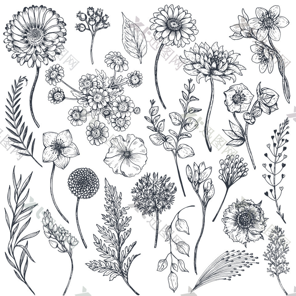 黑白手绘植物和叶子插画