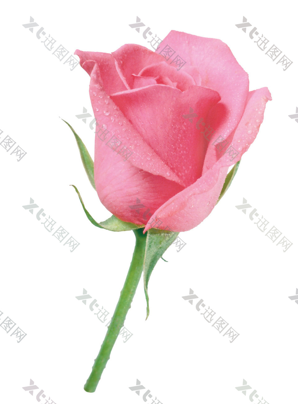 手绘粉色玫瑰元素
