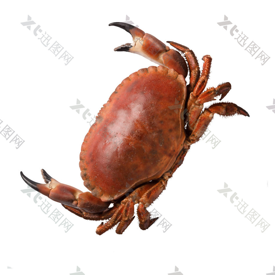 新鲜红焖螃蟹元素