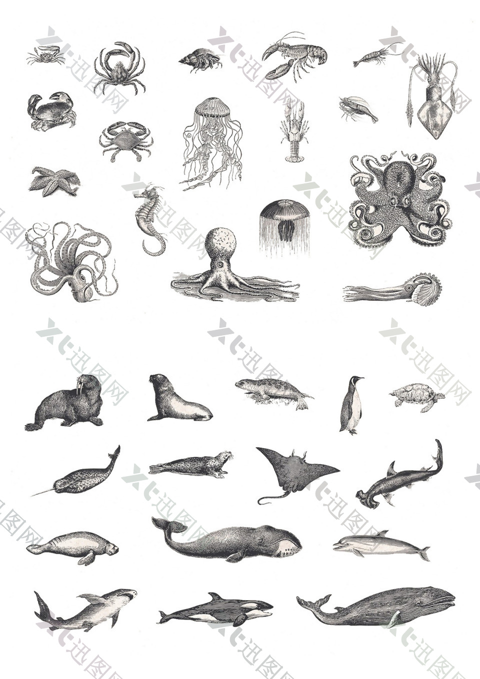 深海生物海洋动物素描