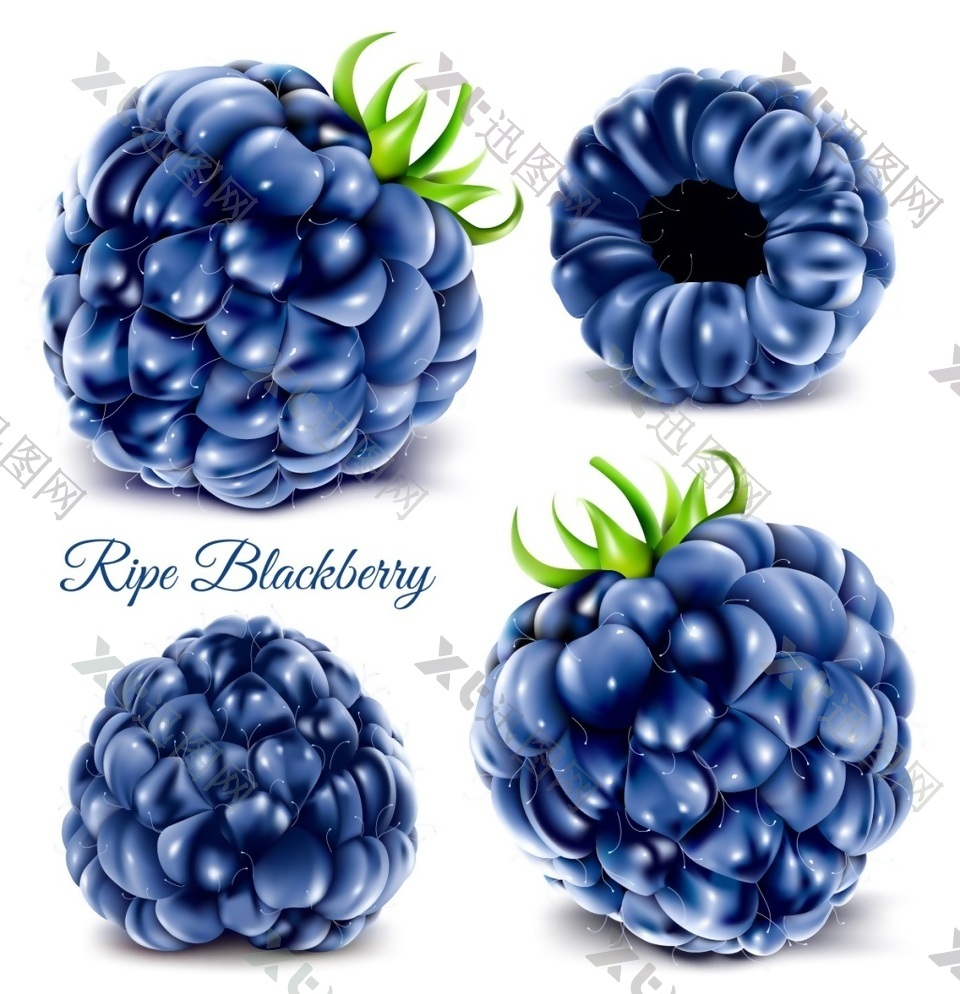 水彩蓝莓矢量图片
