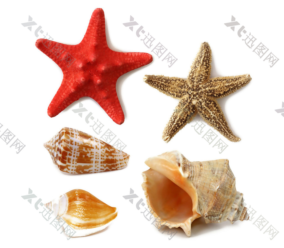 海星海螺贝壳元素