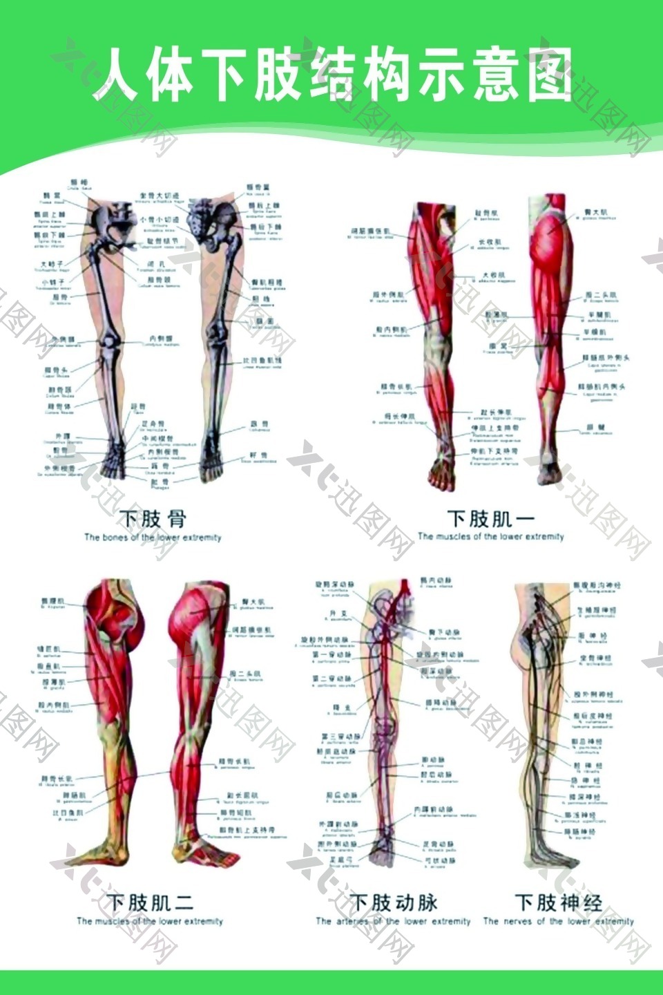 人体下肢结构示意图