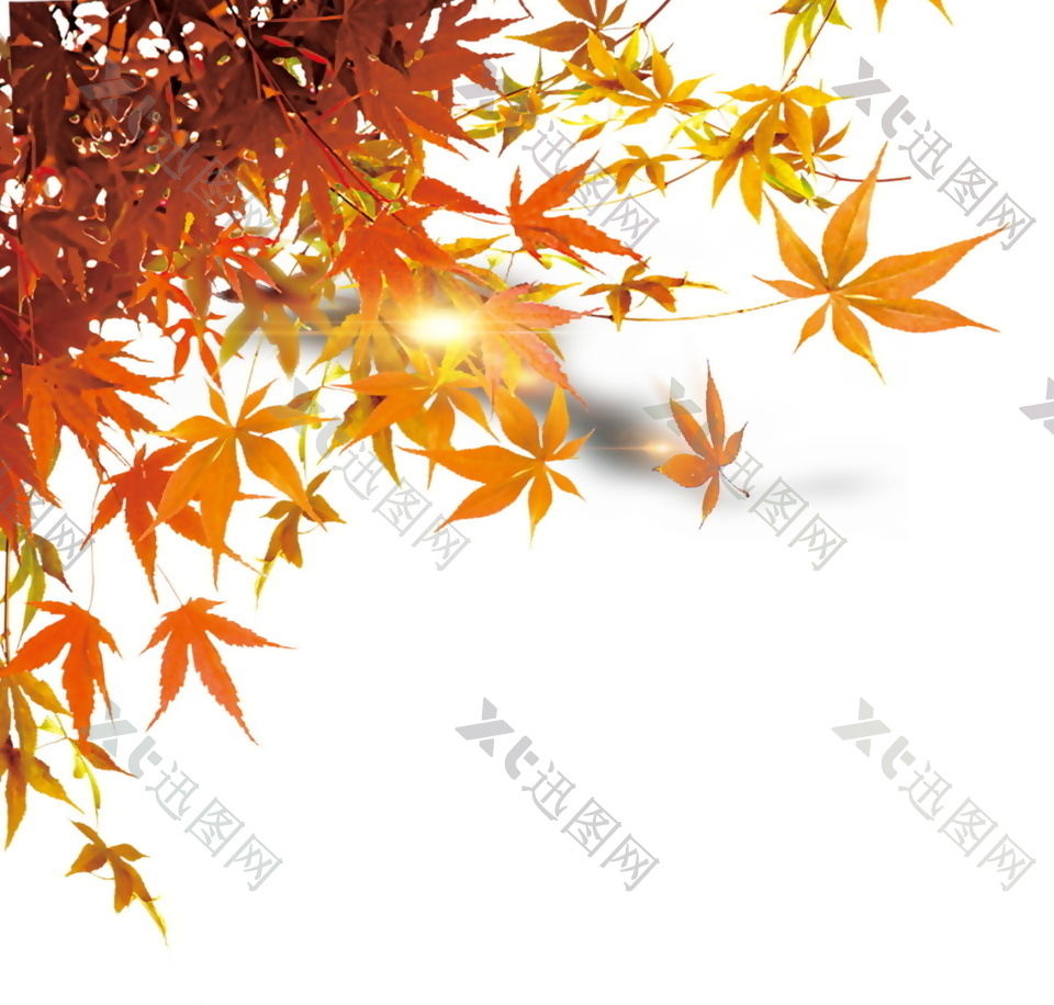 秋季枫叶元素设计