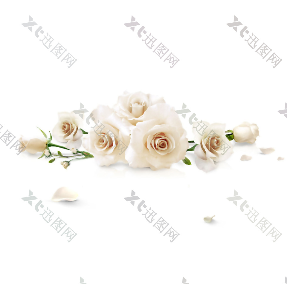 浪漫白色玫瑰元素