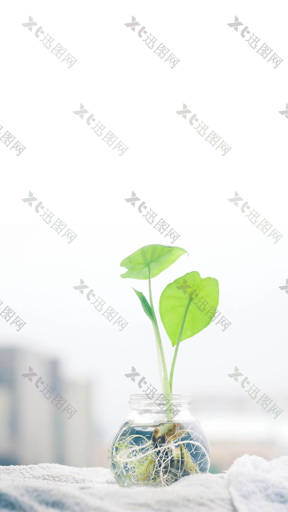 清新绿色植物玻璃瓶H5背景素材