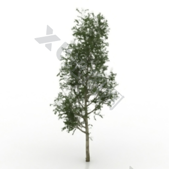 松树的3D模型