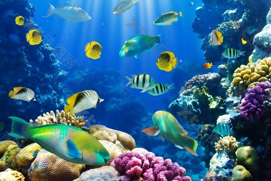 3D绚丽多彩美轮美奂的海底世界背景墙