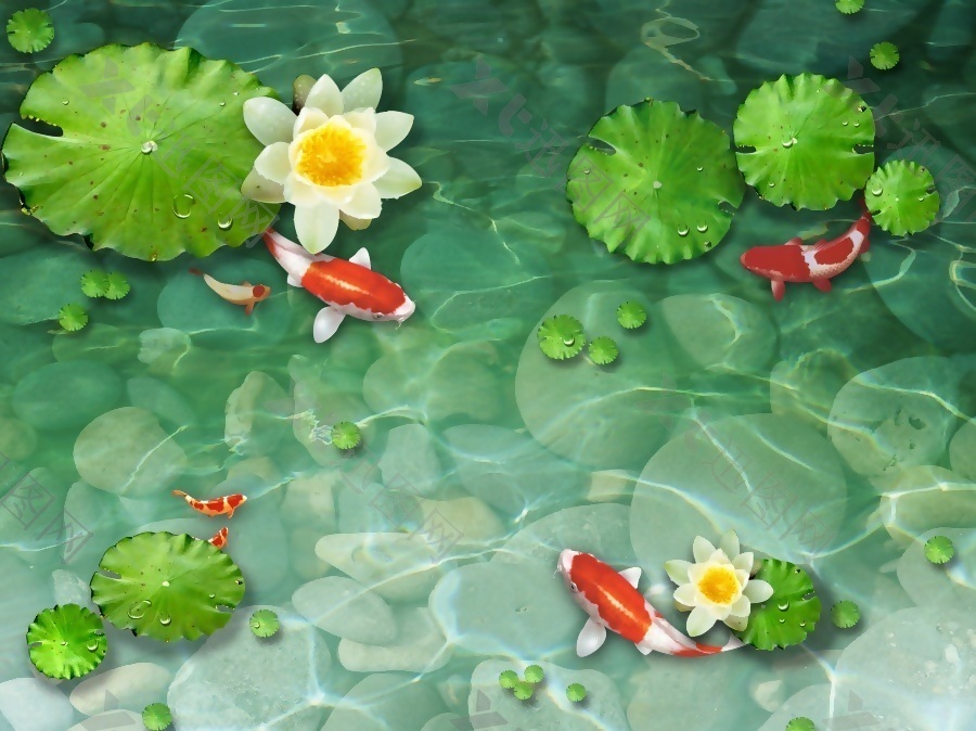 池中鲤鱼觅食背景墙素材