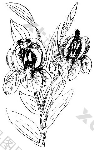 中式图案花边黑白图白描兰花