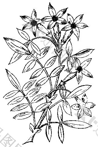 中式图案花边黑白图白描花卉
