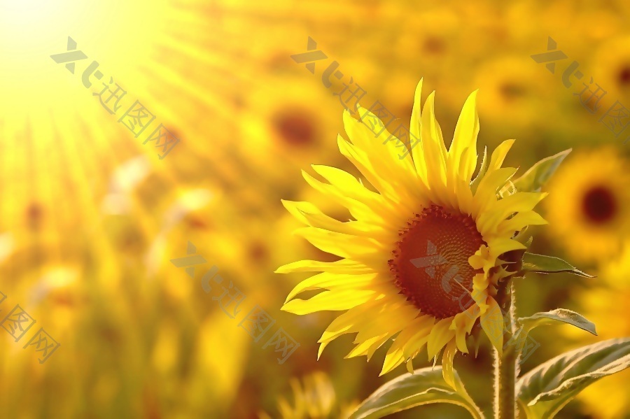 美丽的向阳花装饰画效果图