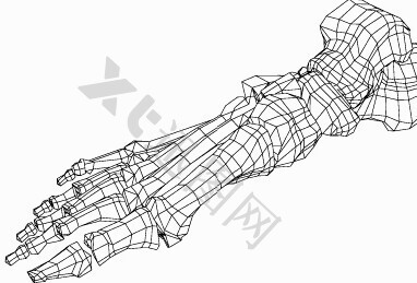 动画三维脚骨设计模型