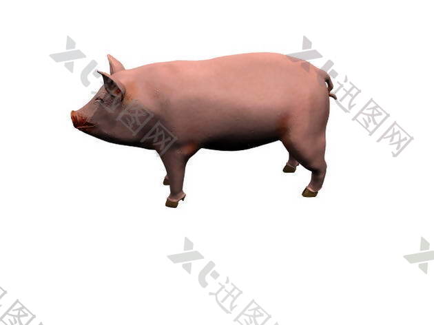 肥胖小猪模型