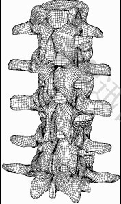 动画立体脊椎设计模型素材