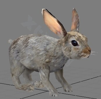灰色小兔子模型