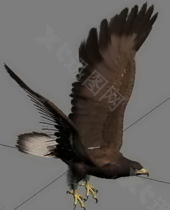 展翅雄鹰3D渲染模型