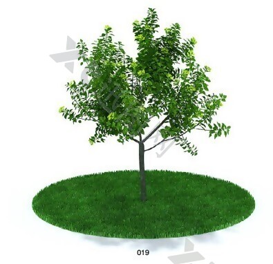 乔木植物模型