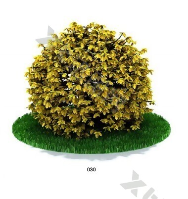 金黄灌木模型