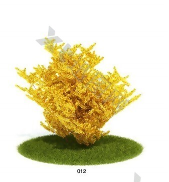 金黄树模型