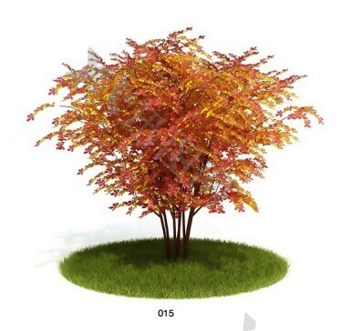 红枫树模型